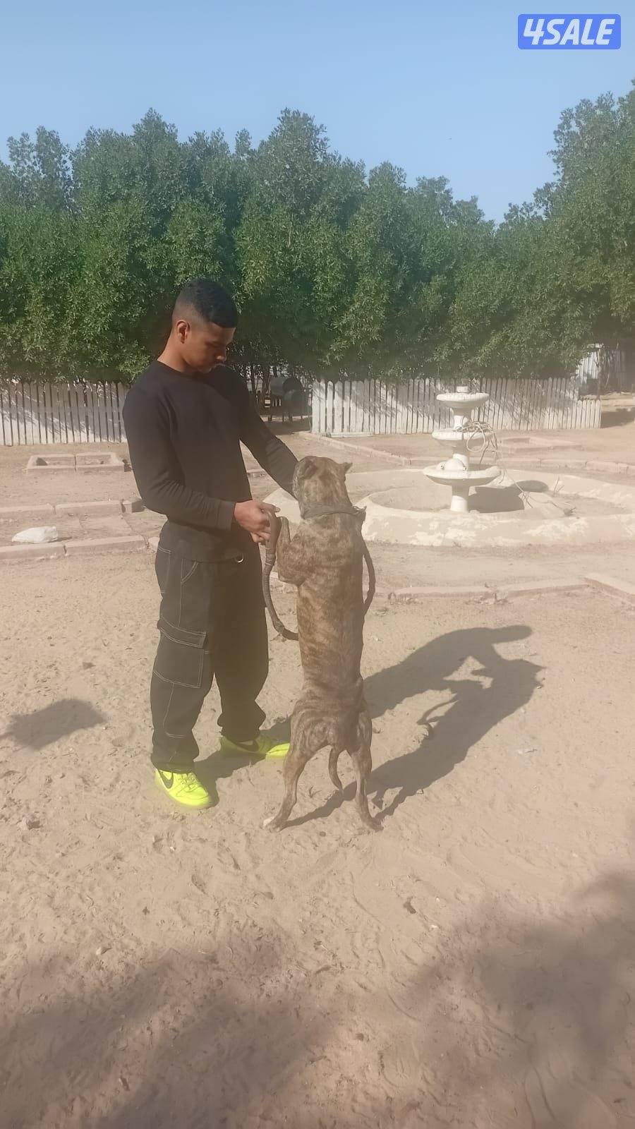 للبيع بيتبول انثى الاصلي لونه نادر عمرها 9 شهور لعوبه وتحب اليهال1