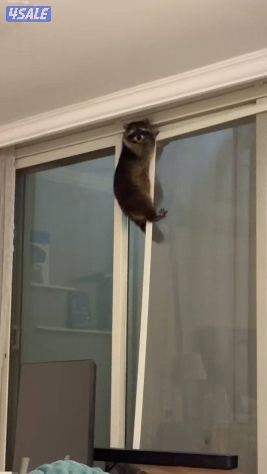 راكون عمره سنه ونص اليف1