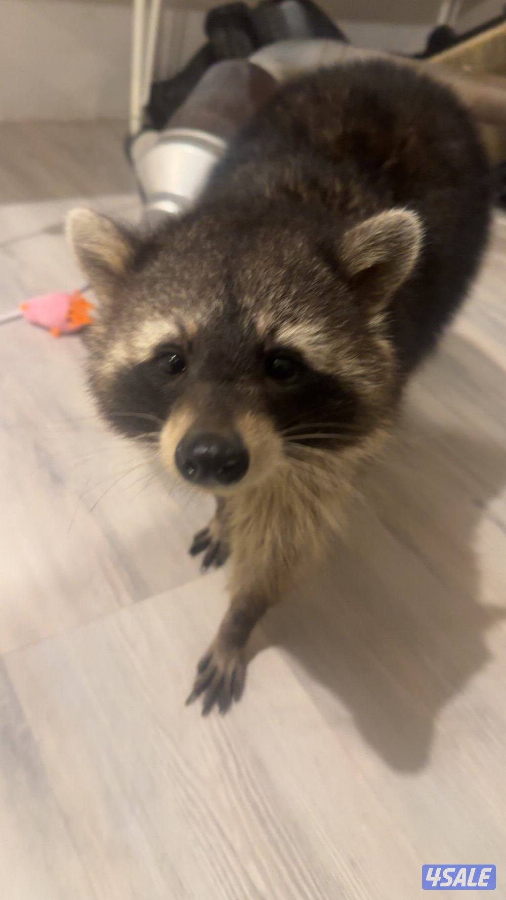 راكون عمره سنه ونص اليف2