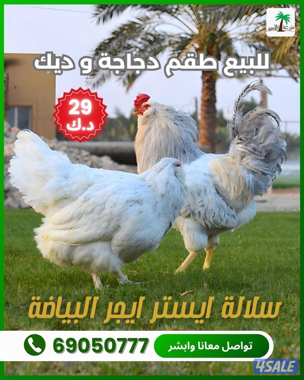 للبيع طقم بياض ديك ودجاجة من سلالة ايستر ايجر0