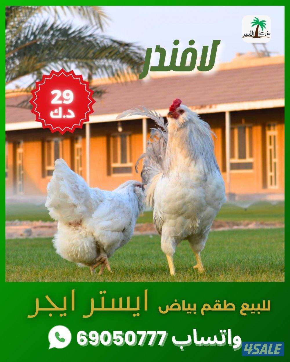 للبيع طقم بياض ديك ودجاجة من سلالة ايستر ايجر1