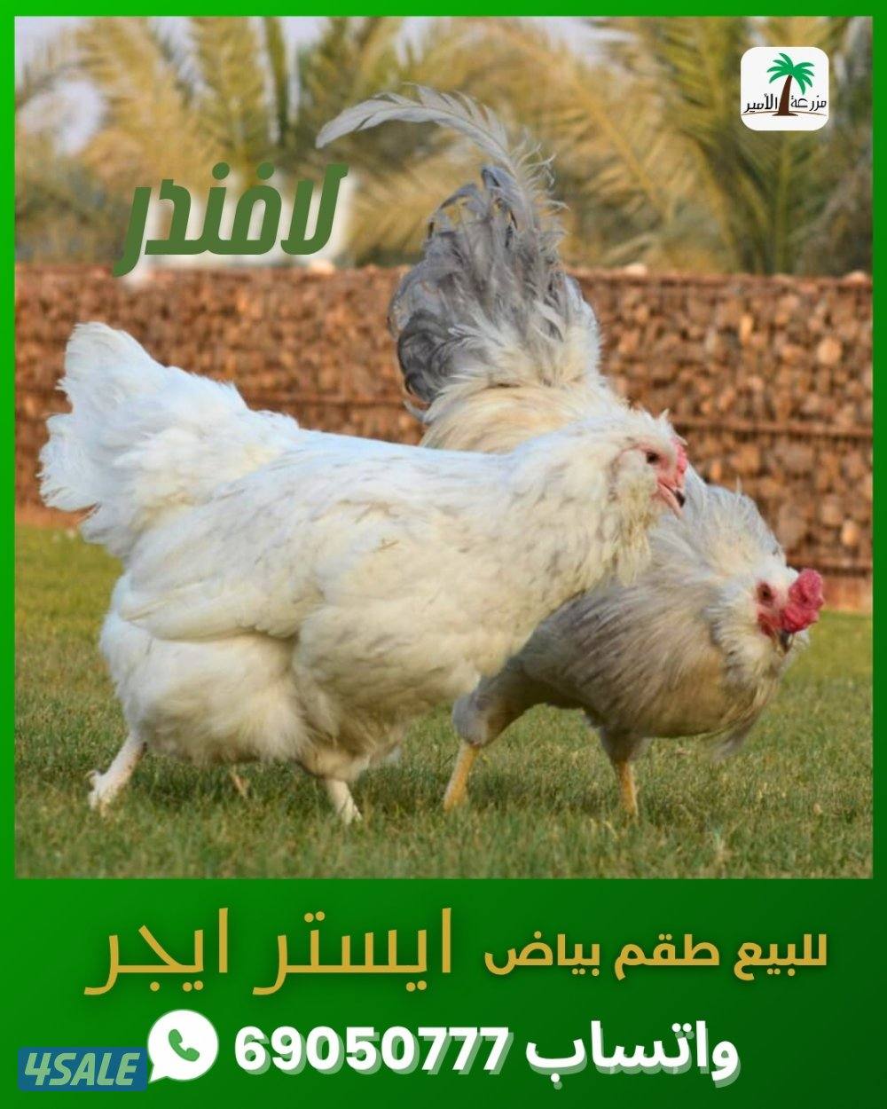 للبيع طقم بياض ديك ودجاجة من سلالة ايستر ايجر2