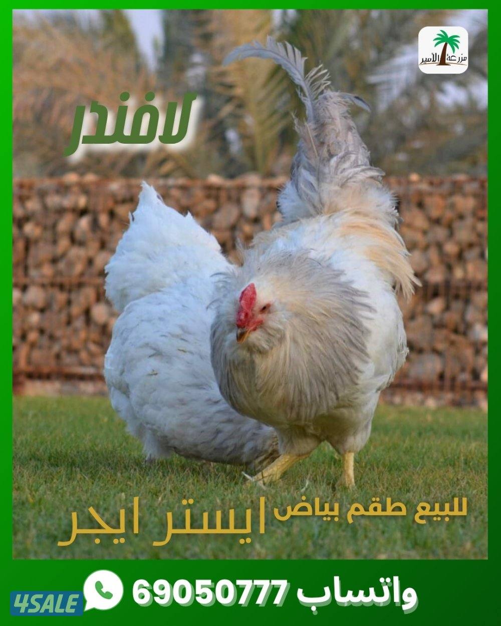 للبيع طقم بياض ديك ودجاجة من سلالة ايستر ايجر3