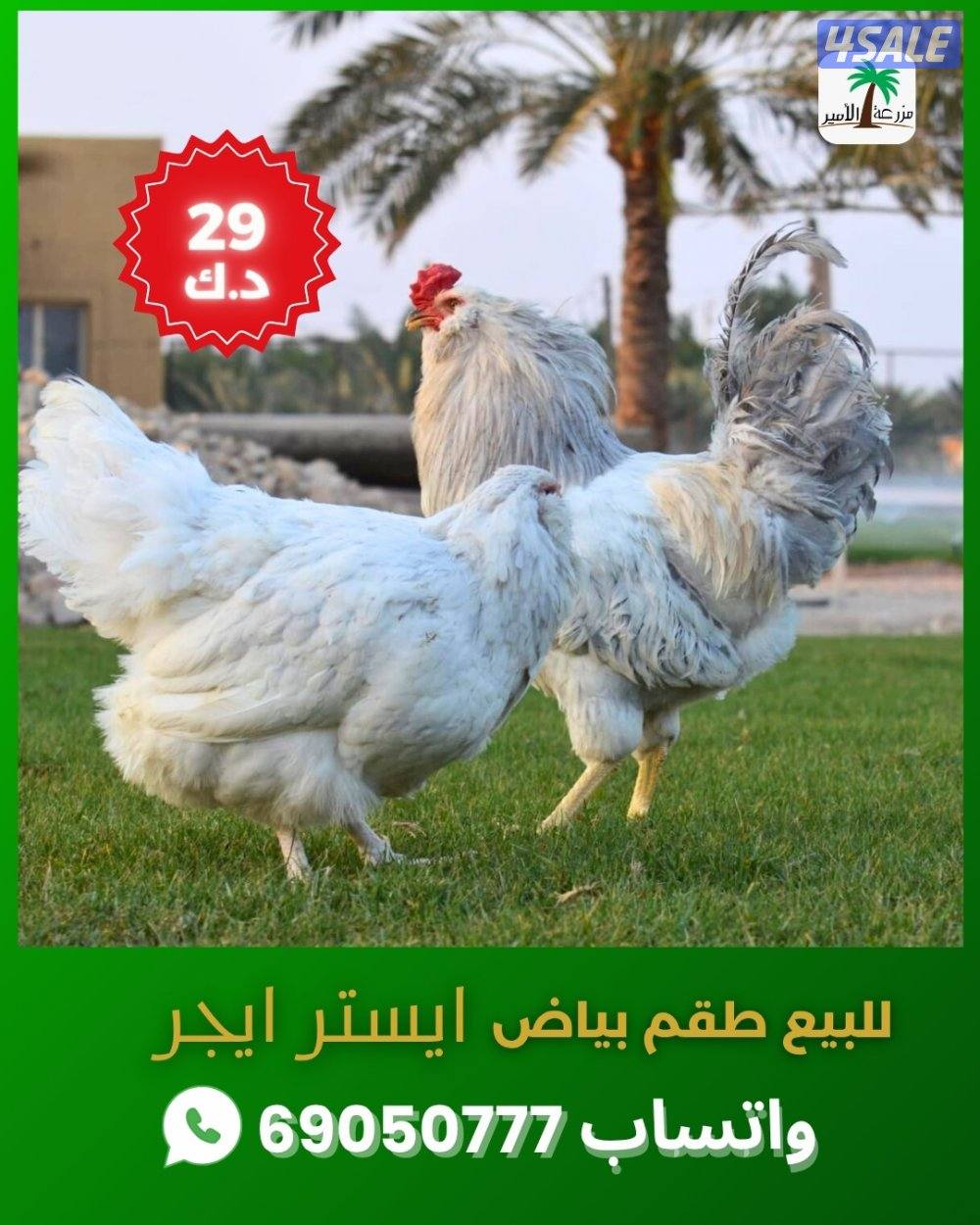 للبيع طقم بياض ديك ودجاجة من سلالة ايستر ايجر4