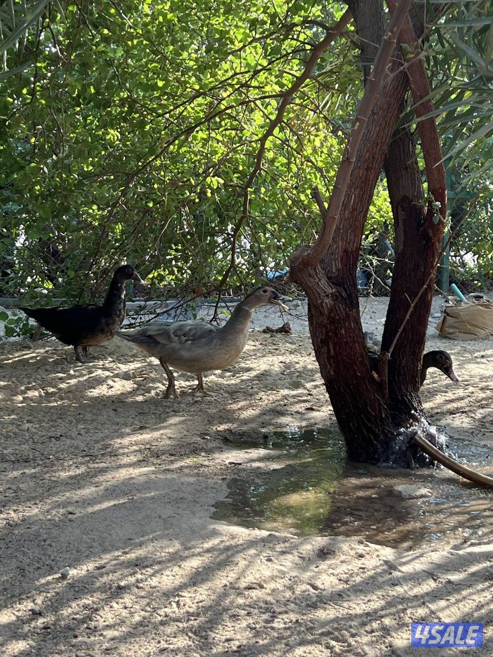 بط مصري للبيع عمر ٣شهور0