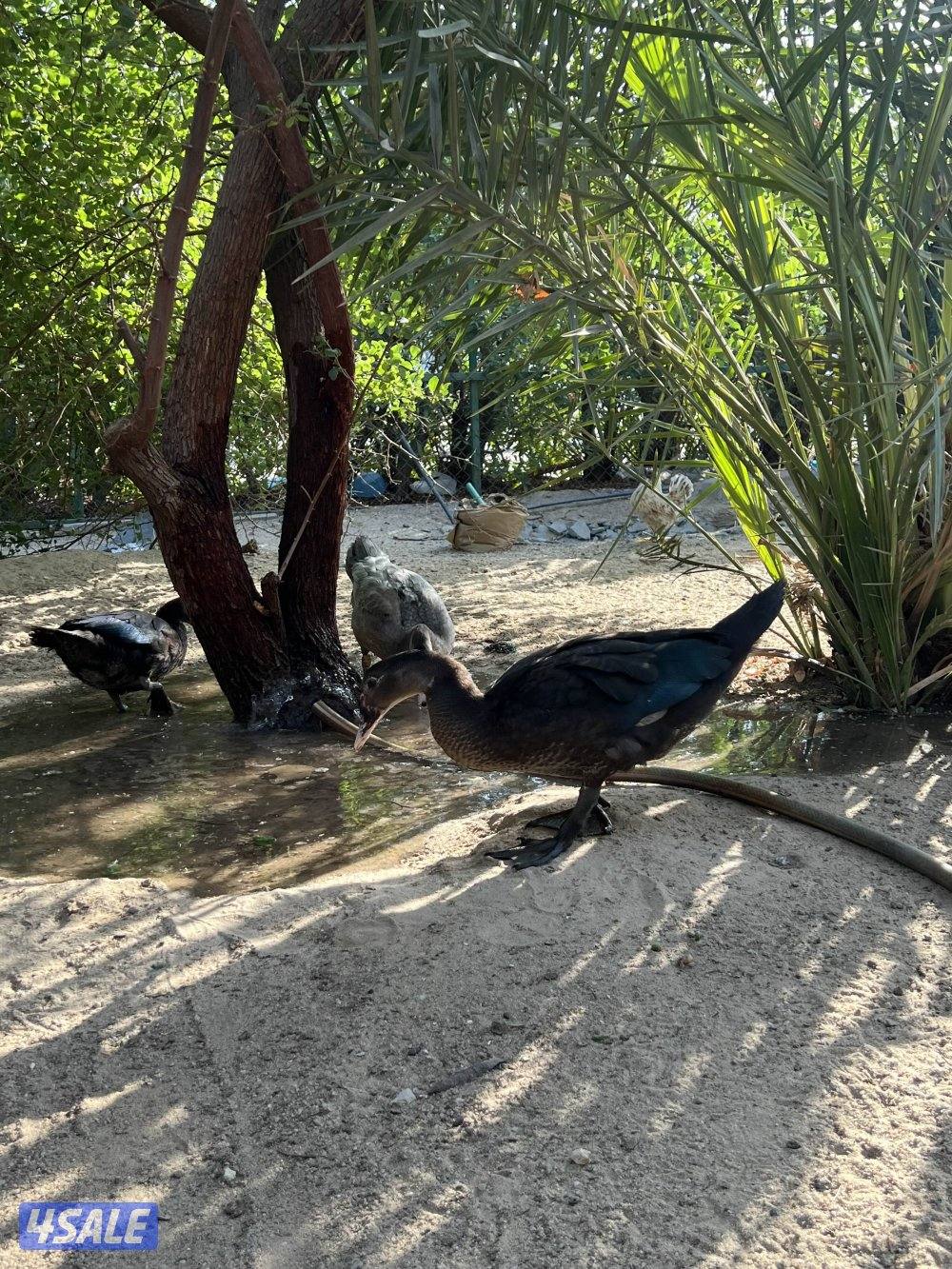 بط مصري للبيع عمر ٣شهور1