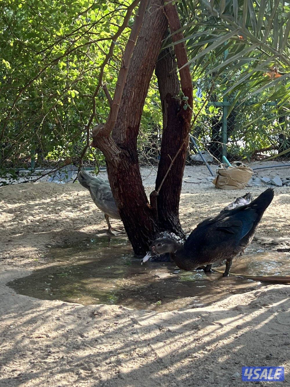 بط مصري للبيع عمر ٣شهور2