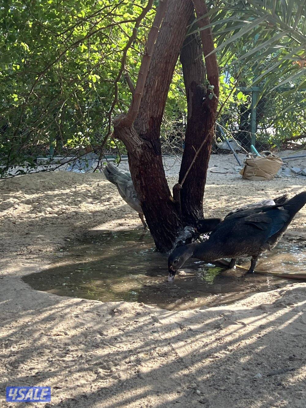 بط مصري للبيع عمر ٣شهور3