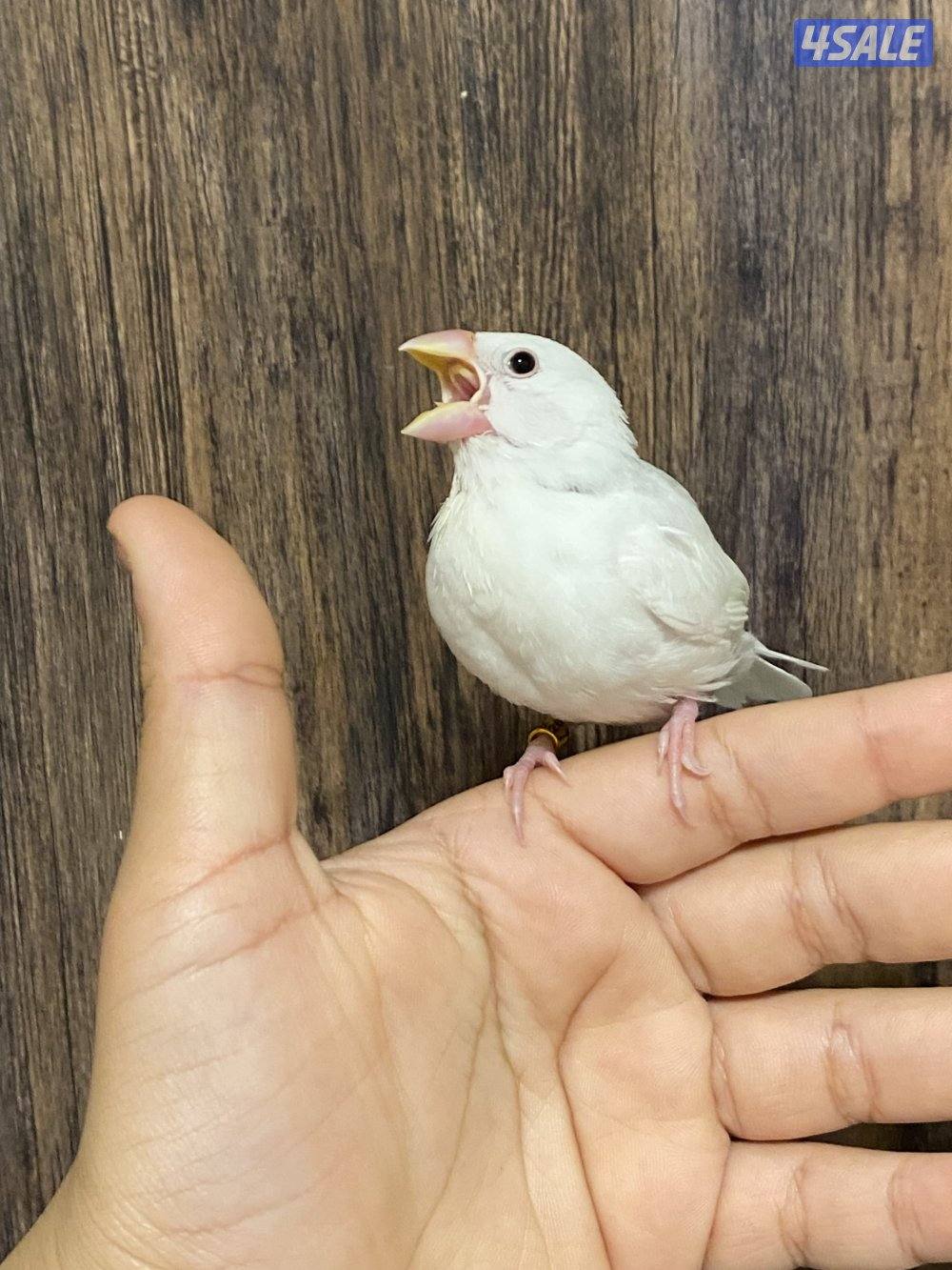 فروخ جاوا نهاية عس1