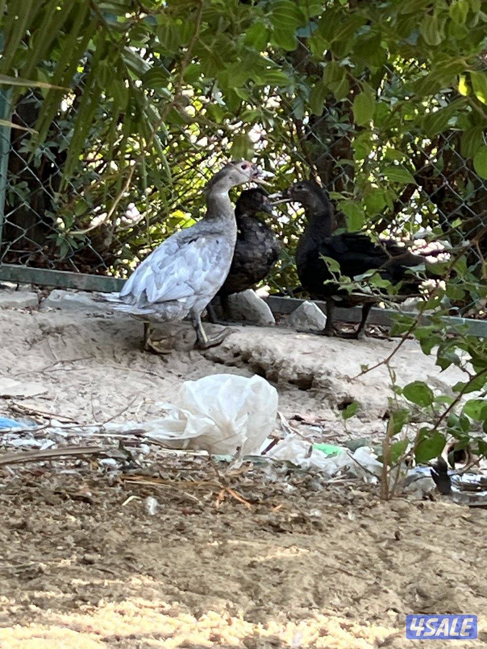 بط مصري للبيع عمر ٣شهور5