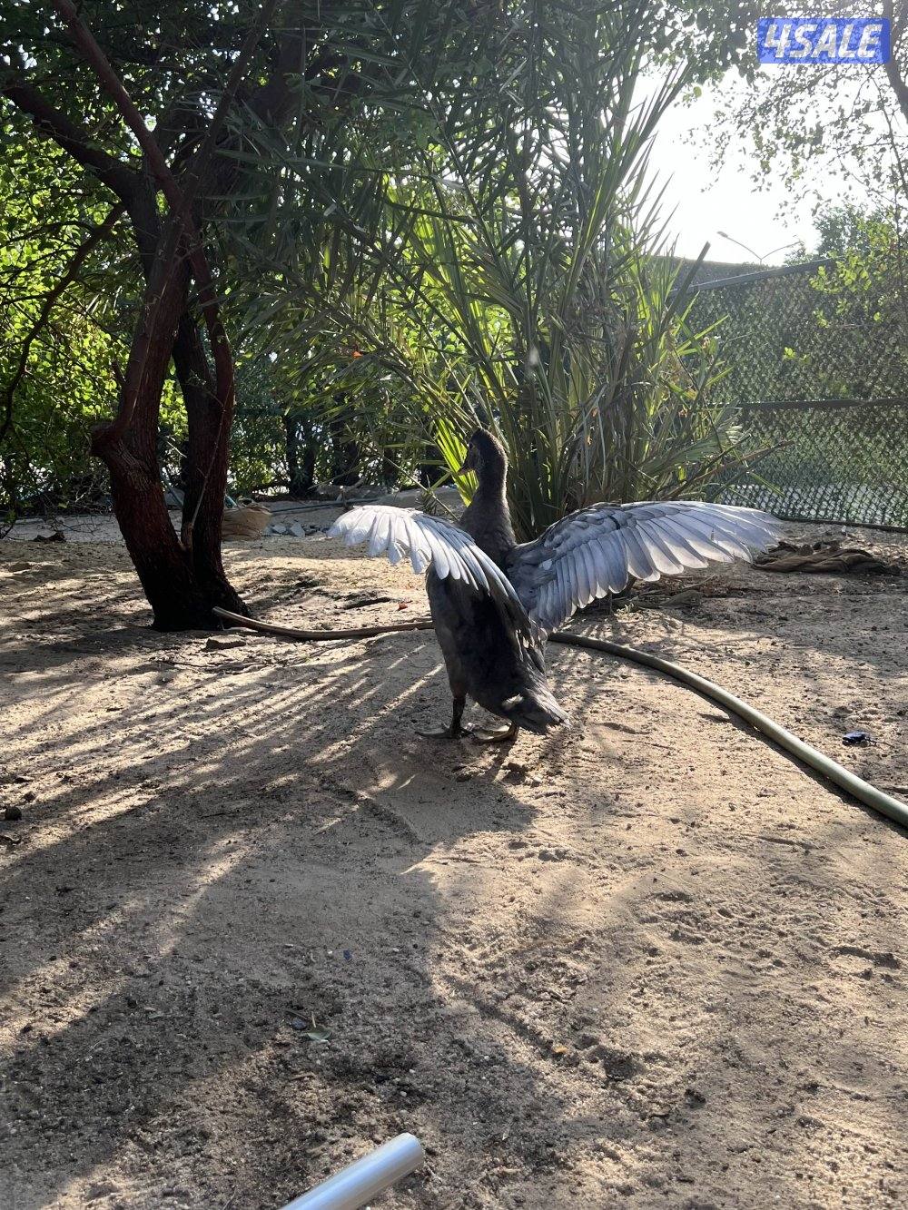 بط مصري للبيع عمر ٣شهور6