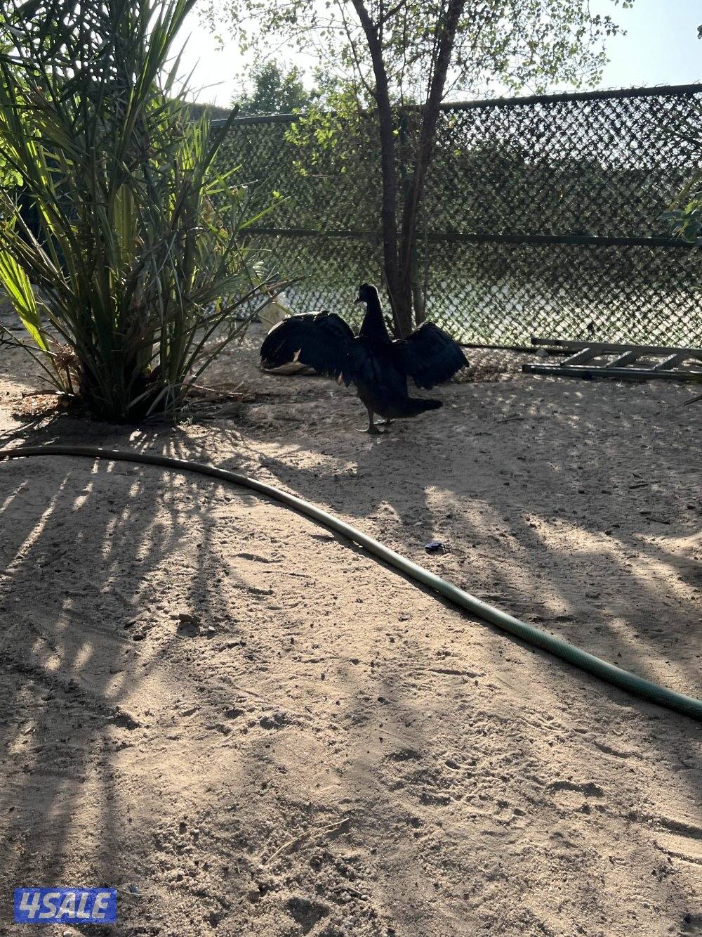 بط مصري للبيع عمر ٣شهور8