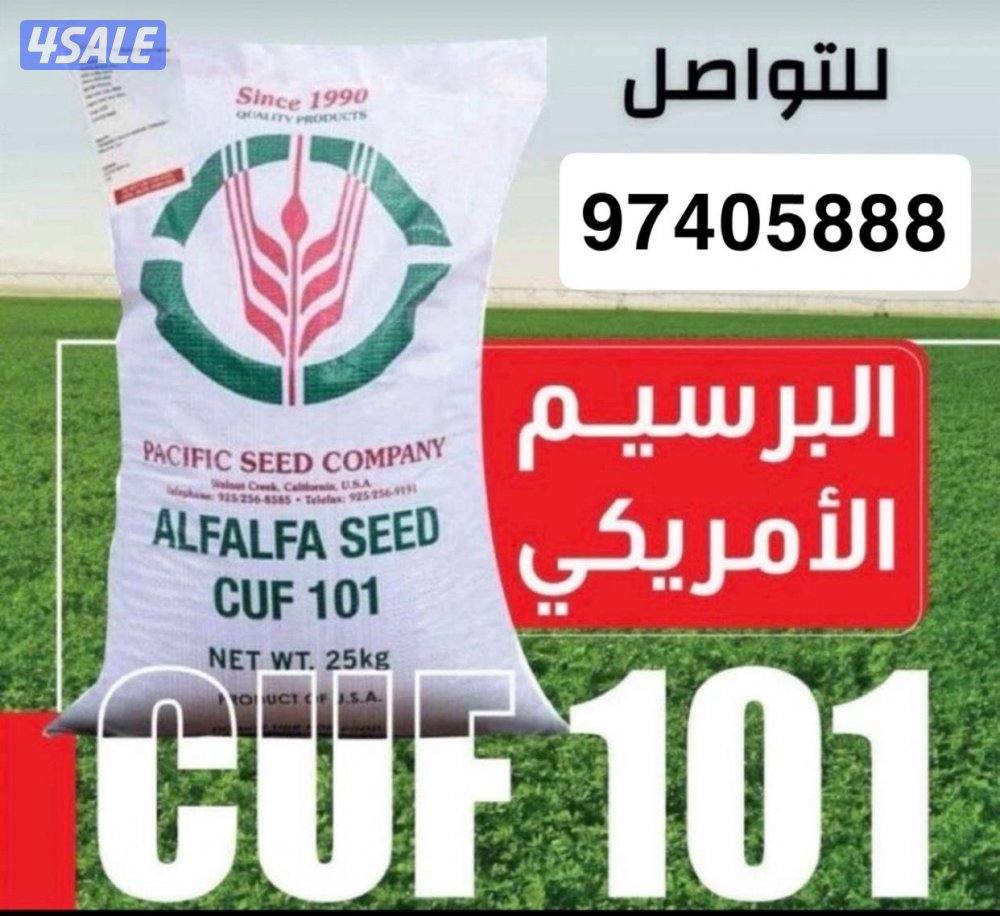 بذور برسيم باسفيك ارخص سعر1