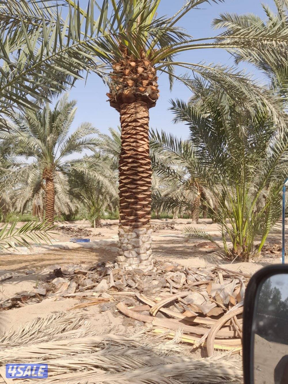 تنسيق حدائق تركيب تيل صناعي وطبيعي سور تركي تركيب بلاط وكربستون زراعة4