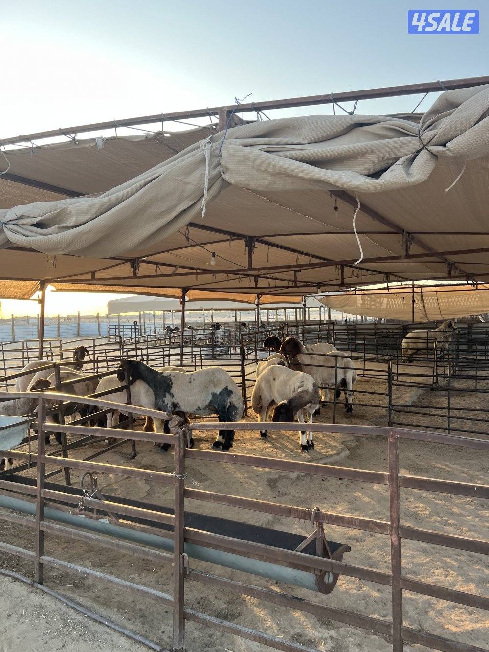 للبيع عزبه على طريق كبد مقابل الاذاعه2