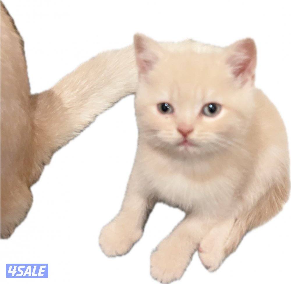 للبيع كيتن العمر اقل من شهر النوع اسكاتش فولدد إيرز شورت هير2