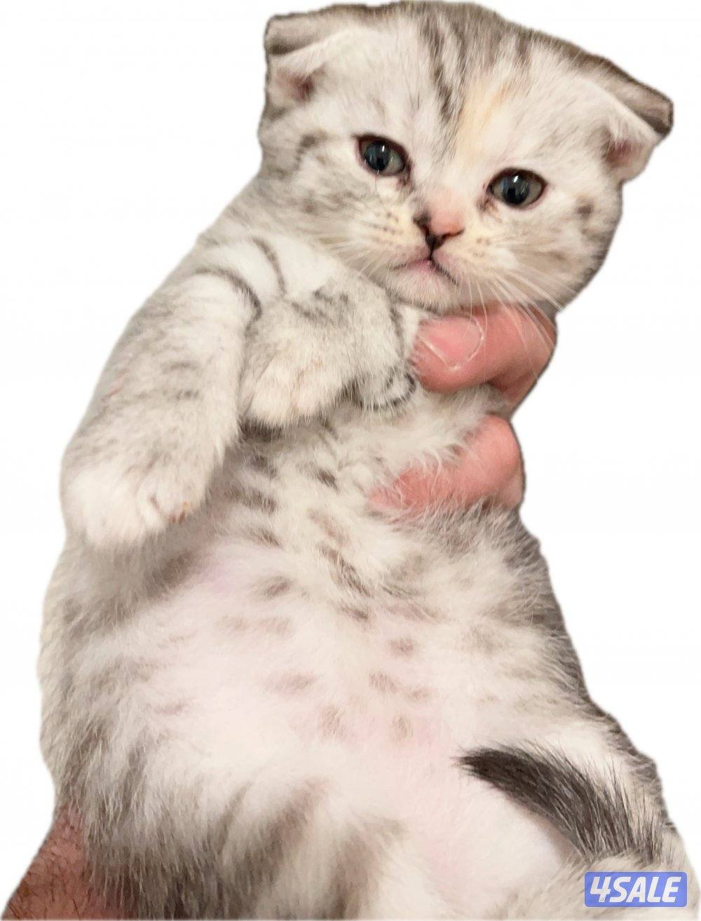 للبيع كيتن العمر اقل من شهر النوع اسكاتش فولدد إيرز شورت هير8