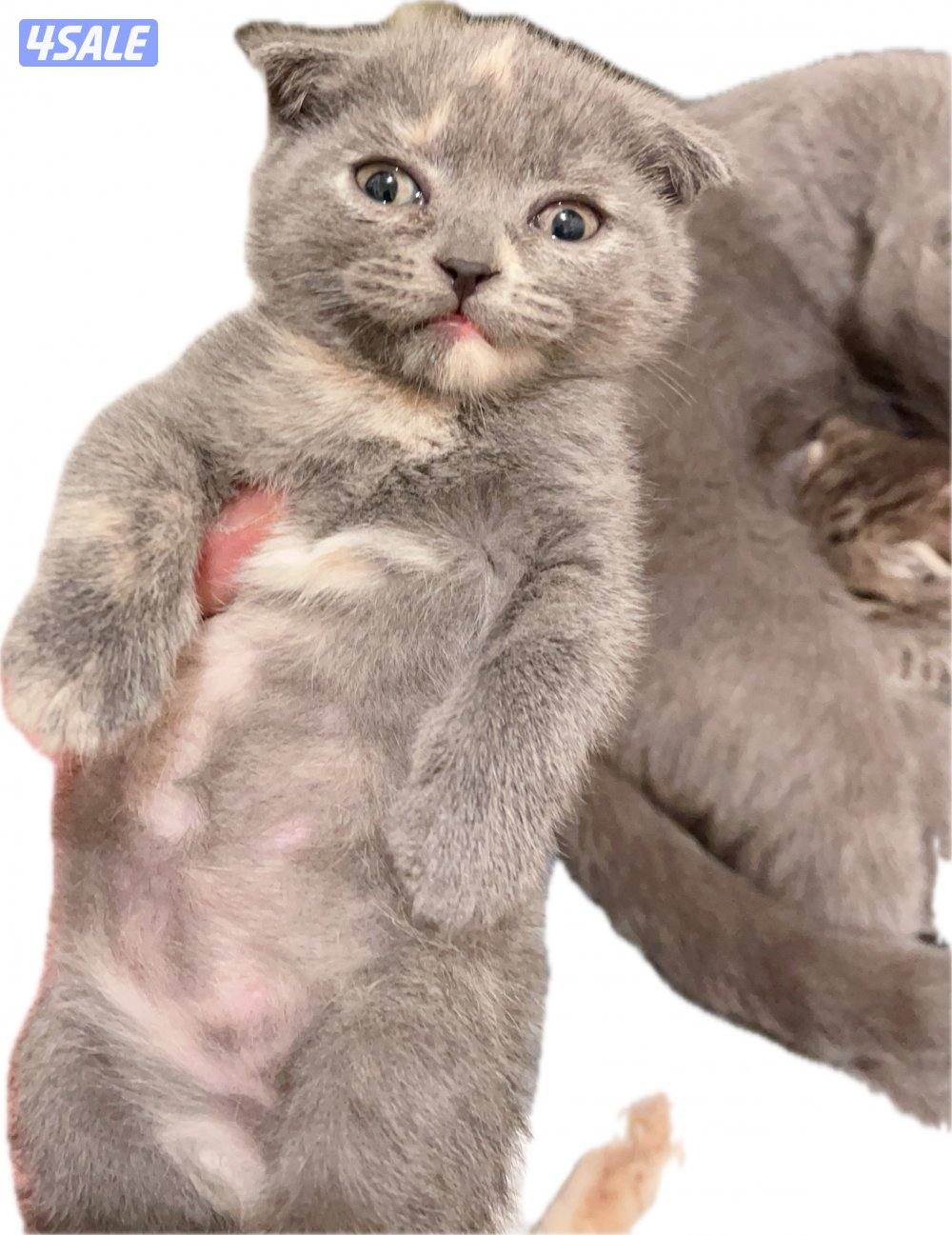 للبيع كيتن العمر اقل من شهر النوع اسكاتش فولدد إيرز شورت هير4