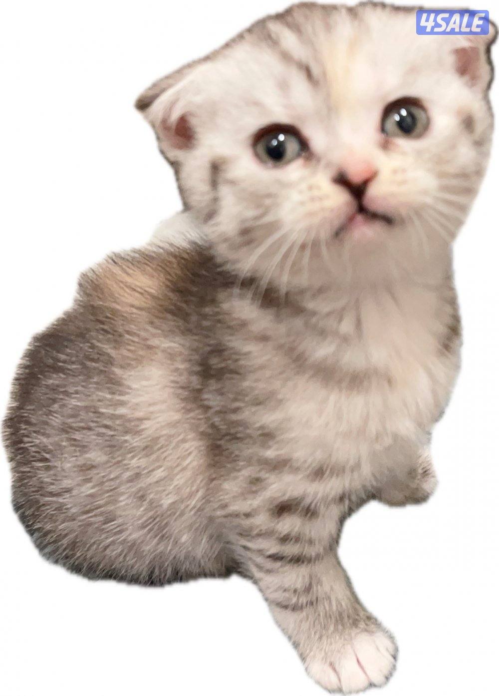 للبيع كيتن العمر اقل من شهر النوع اسكاتش فولدد إيرز شورت هير3