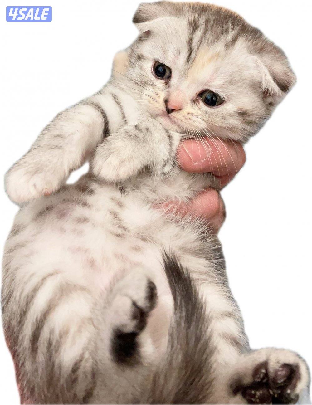 للبيع كيتن العمر اقل من شهر النوع اسكاتش فولدد إيرز شورت هير1