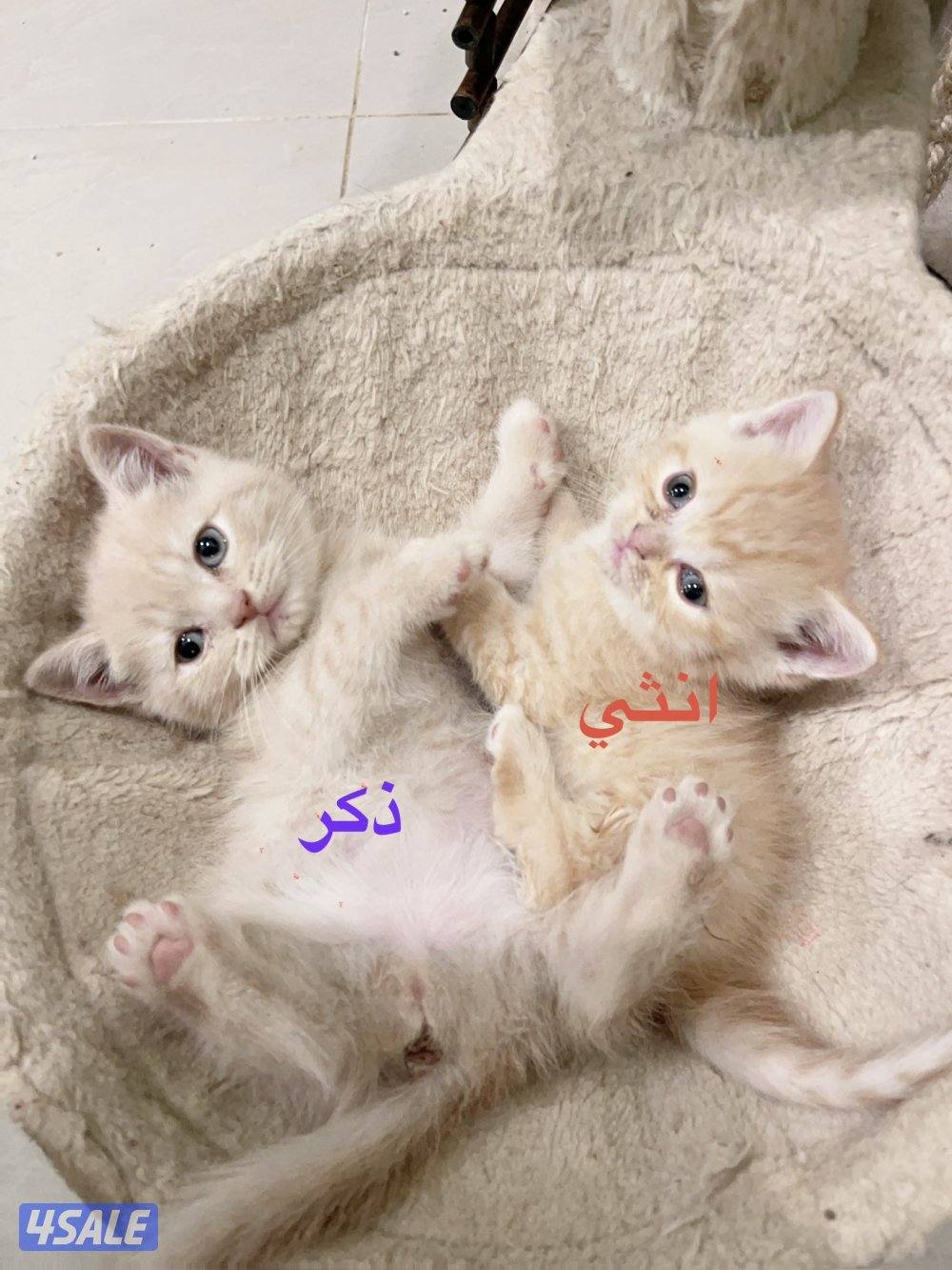 للبيع كيتن العمر اقل من شهر النوع اسكاتش فولدد إيرز شورت هير5