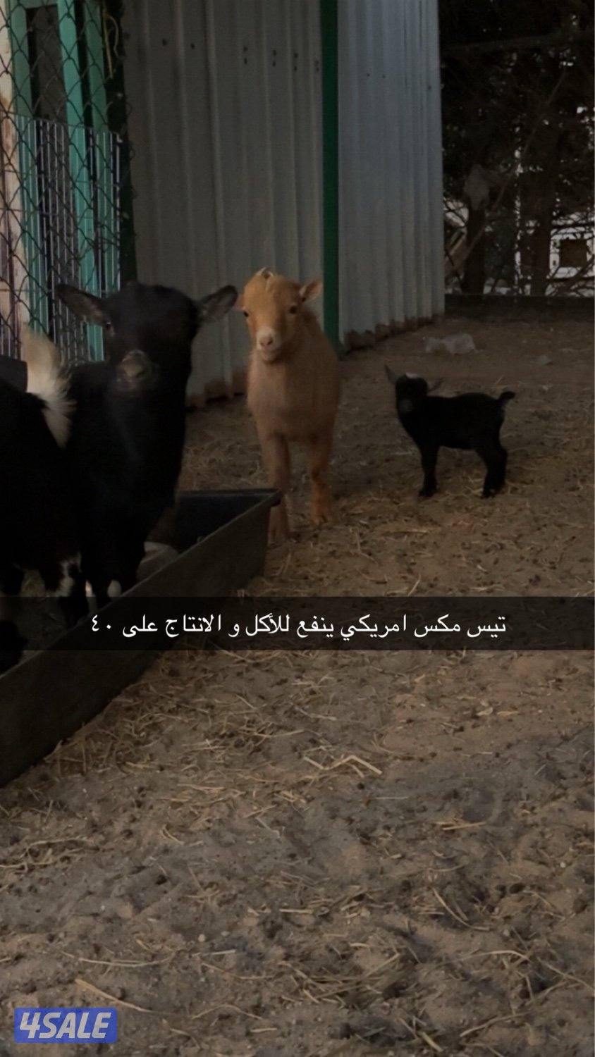 تيس مكس امريكي0