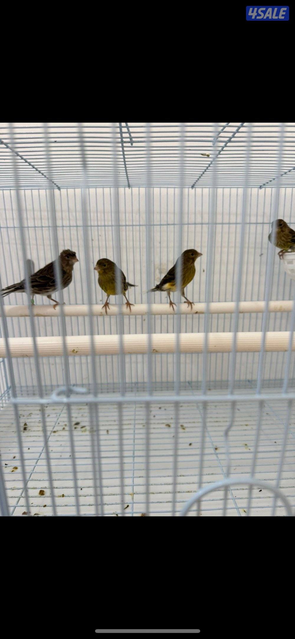 لبيع كناري تمبرادو نثاي العمر ٦شهور الحبه على ١٠ دنانير0