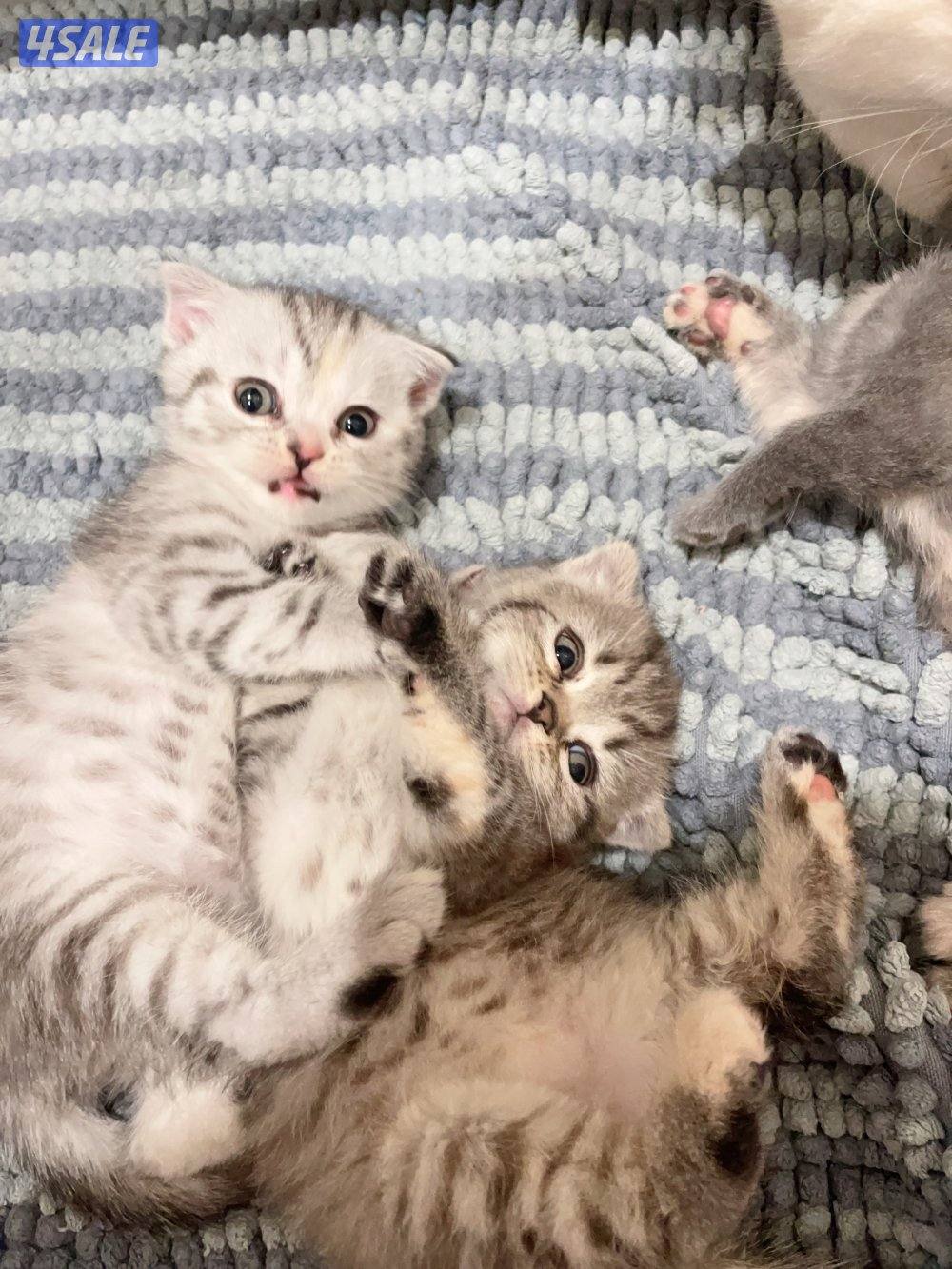 للبيع كيتن العمر اقل من شهر النوع اسكاتش فولدد إيرز شورت هير6