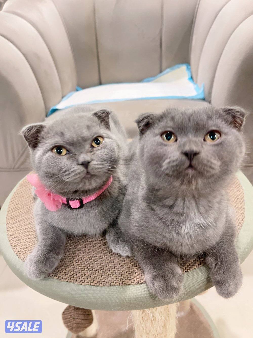 للبيع كيتن العمر اقل من شهر النوع اسكاتش فولدد إيرز شورت هير9