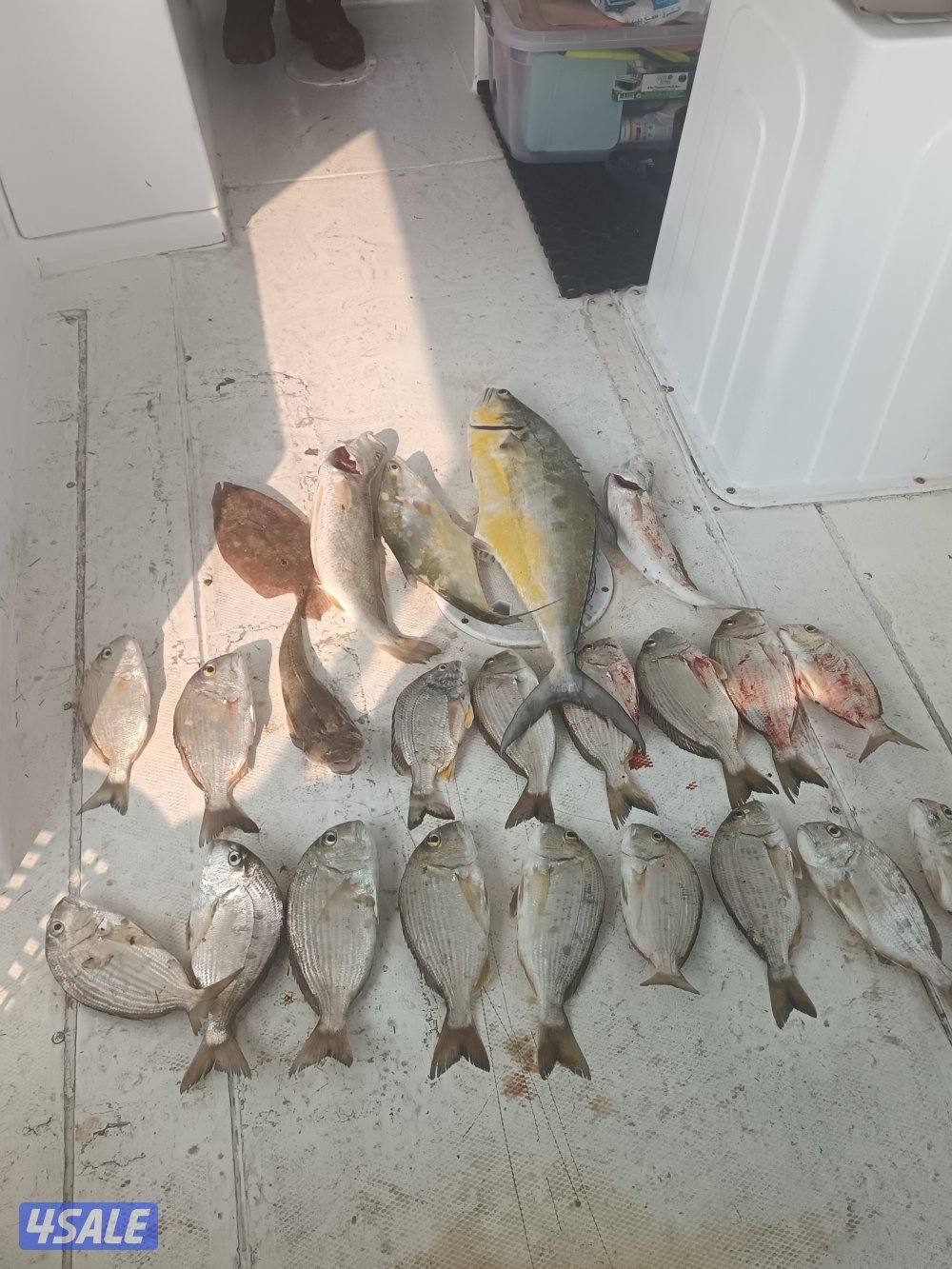 رحلات بحرية14