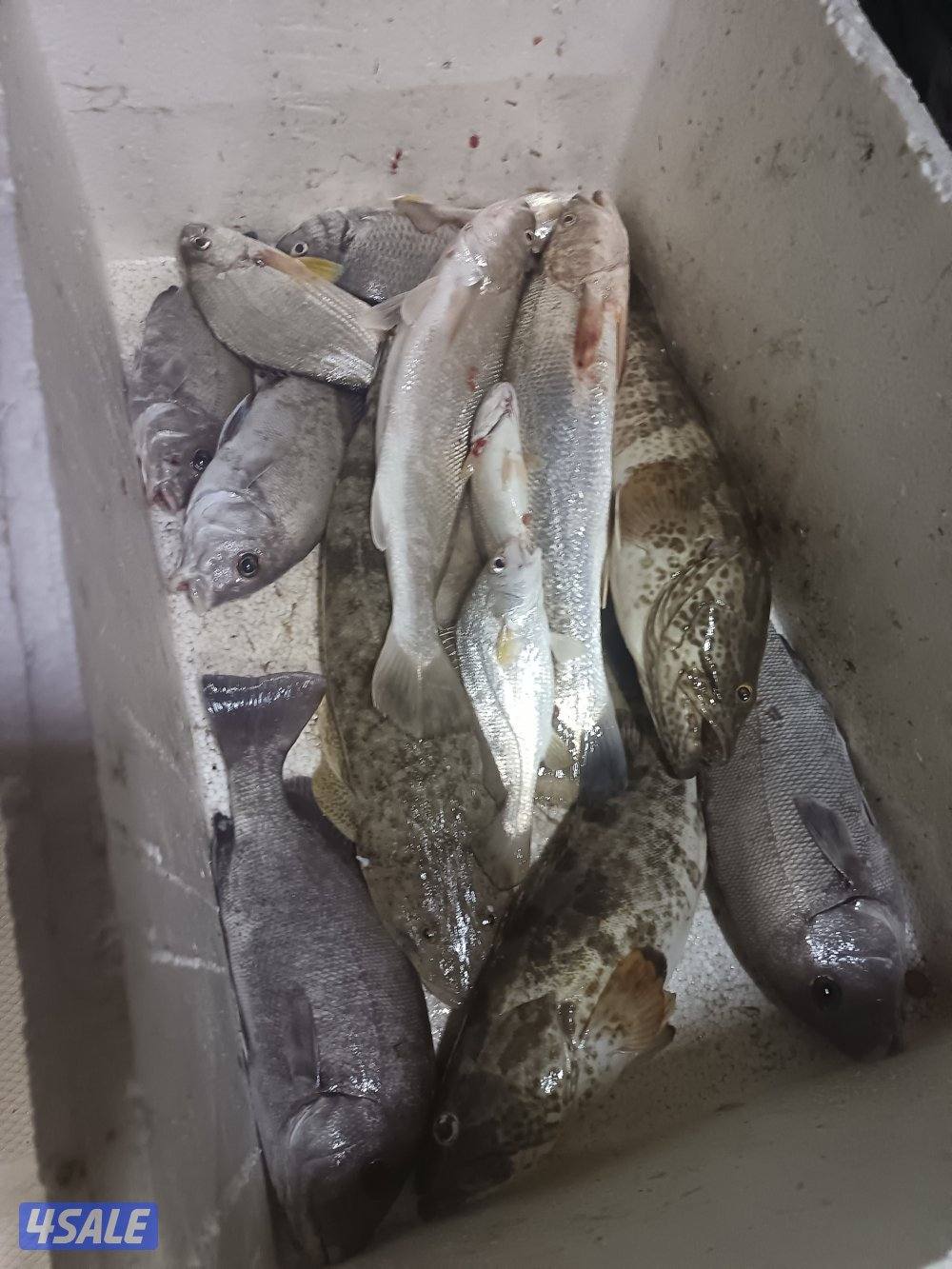 رحلات بحرية15