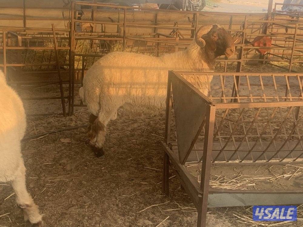 للبيع فحلين ابرق رباع وثني واحد يقرع هد والثاني هد ويد ولا عليهم شرط0