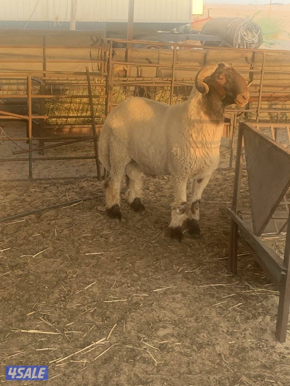 للبيع فحلين ابرق رباع وثني واحد يقرع هد والثاني هد ويد ولا عليهم شرط1