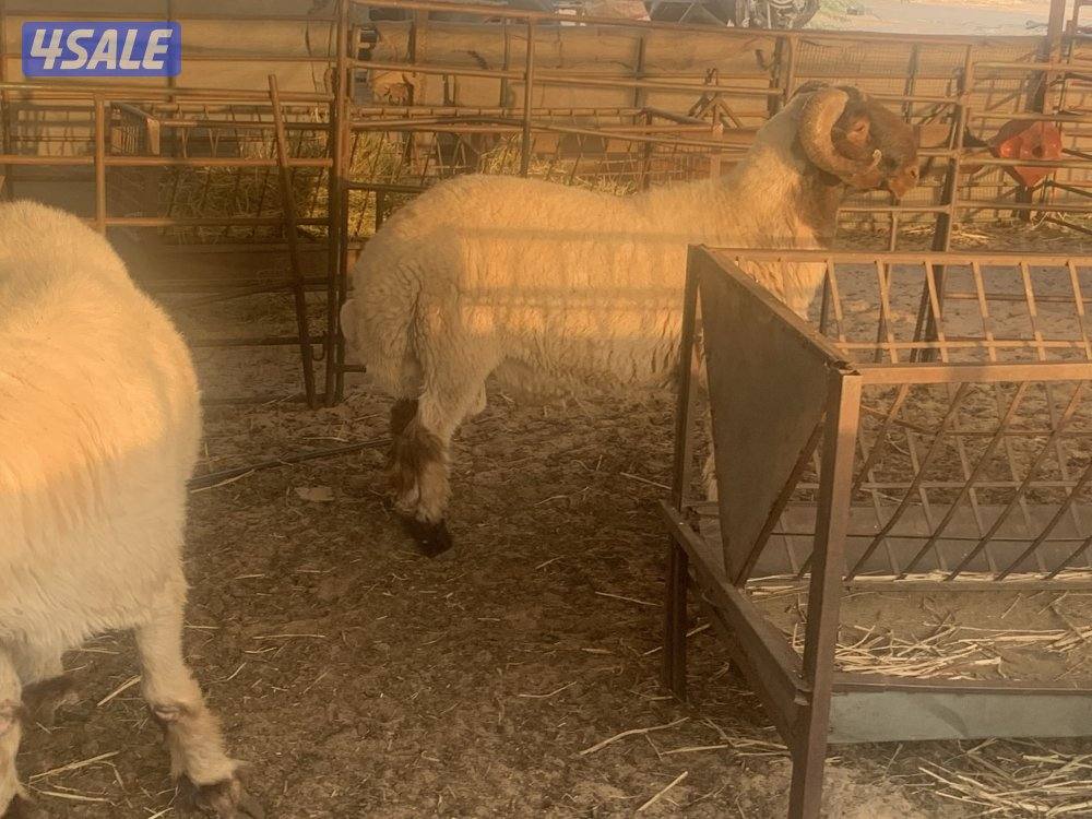 للبيع فحلين ابرق رباع وثني واحد يقرع هد والثاني هد ويد ولا عليهم شرط2