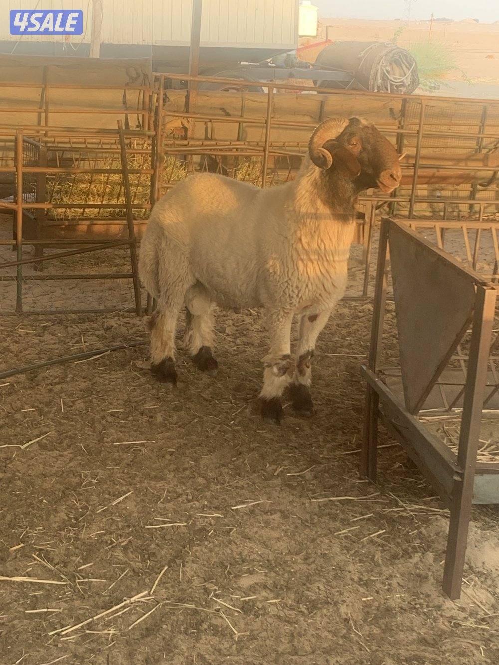 للبيع فحلين ابرق رباع وثني واحد يقرع هد والثاني هد ويد ولا عليهم شرط3