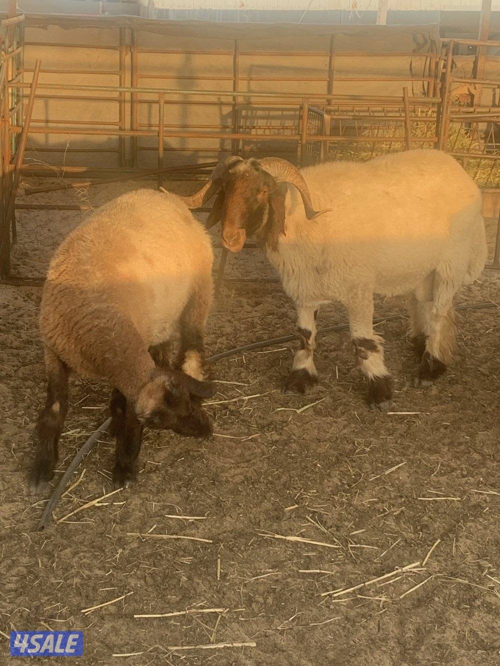 للبيع فحلين ابرق رباع وثني واحد يقرع هد والثاني هد ويد ولا عليهم شرط4