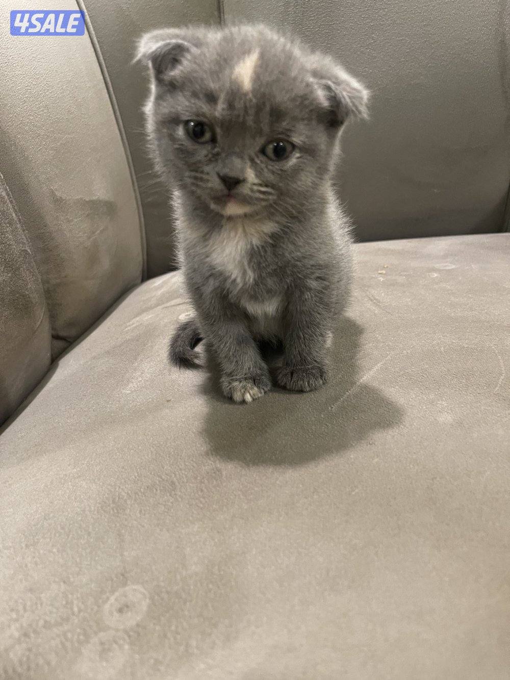 للبيع كيتن العمر اقل من شهر النوع اسكاتش فولدد إيرز شورت هير10