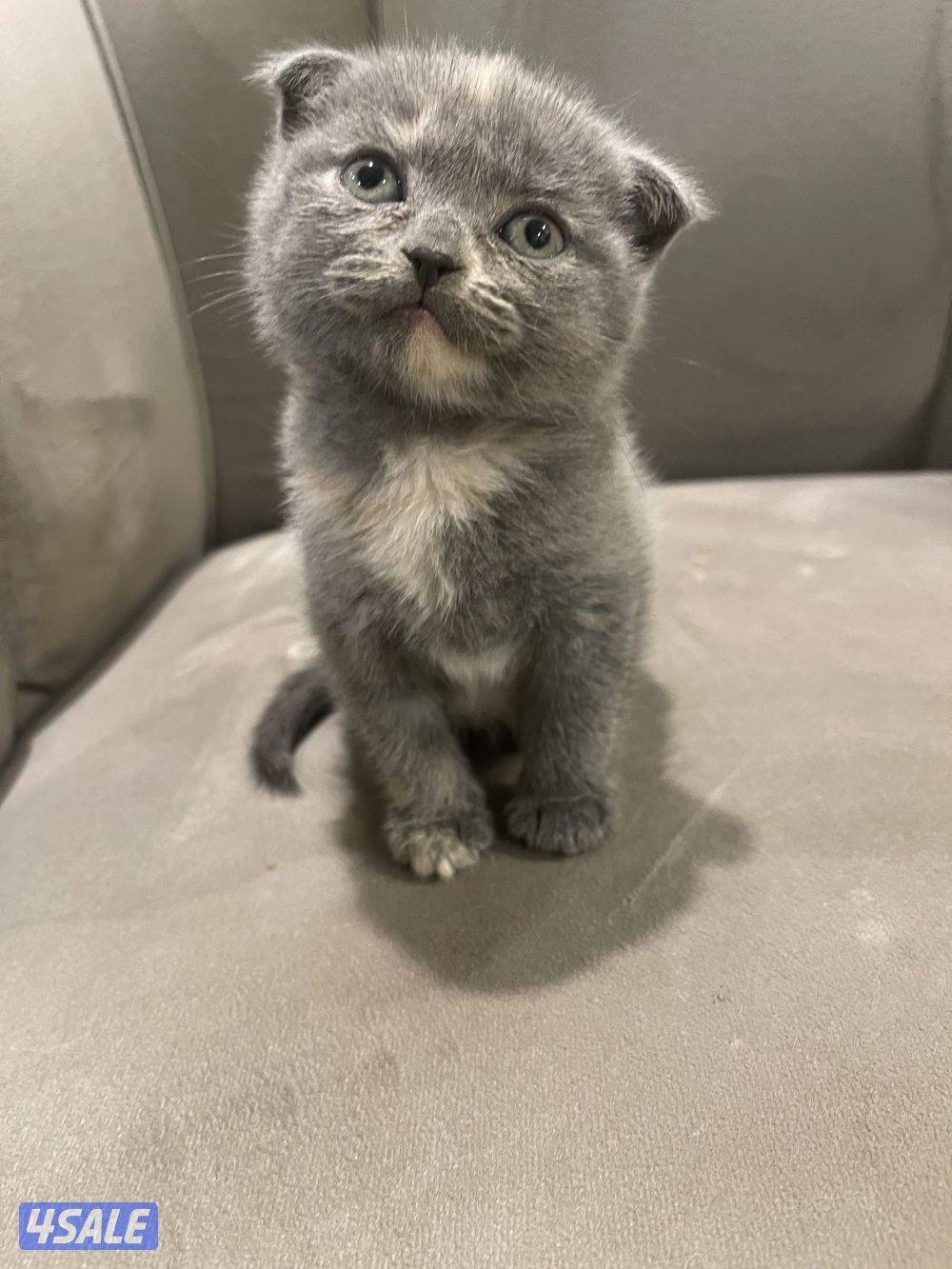 للبيع كيتن العمر اقل من شهر النوع اسكاتش فولدد إيرز شورت هير11