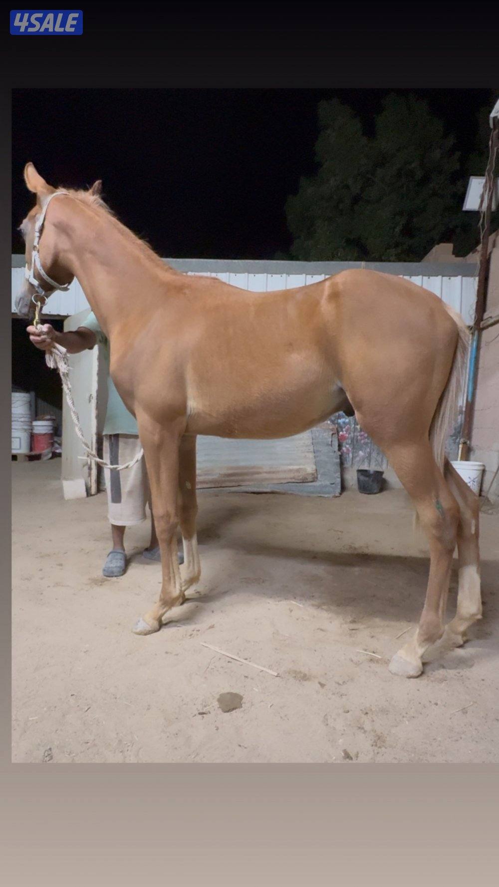 🔥فلاوة فرنسيه بيعه سريعه🔥0