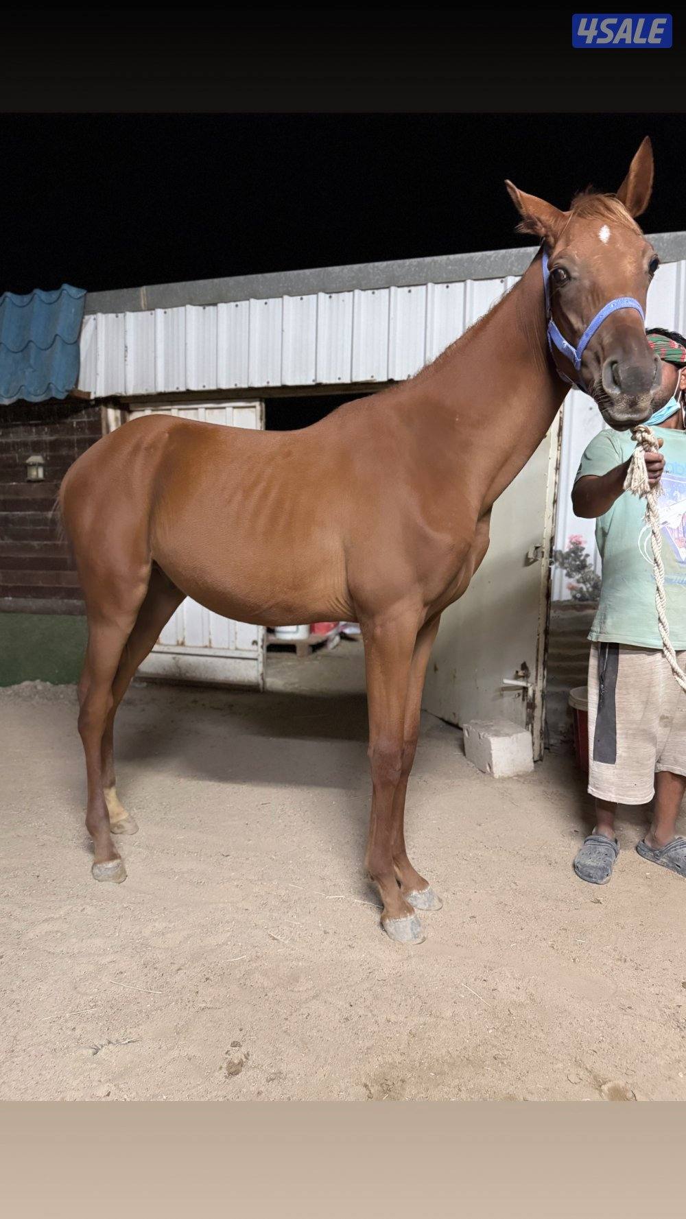 🔥فلاوة فرنسيه بيعه سريعه🔥3