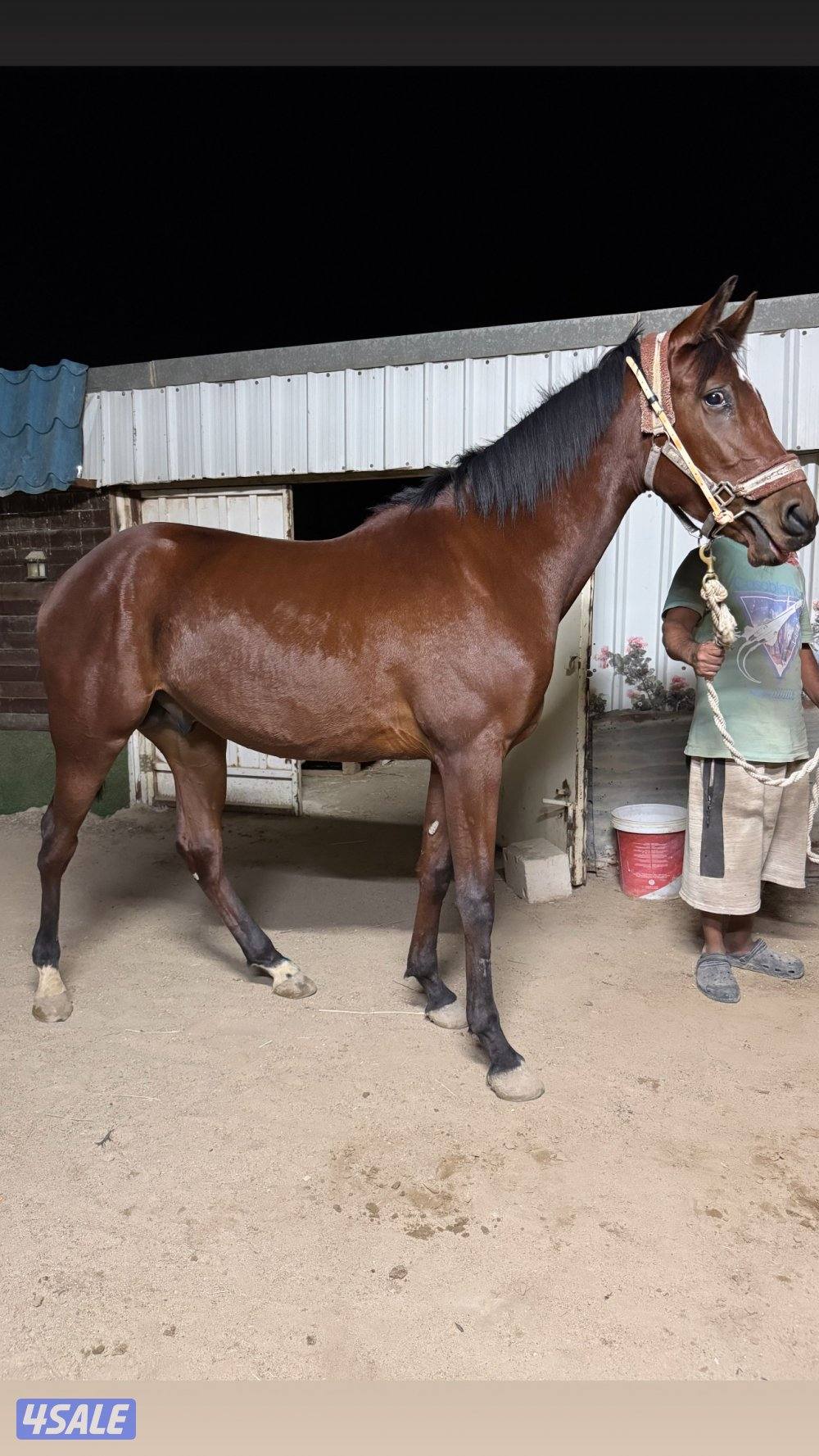 🔥فلاوة فرنسيه بيعه سريعه🔥4