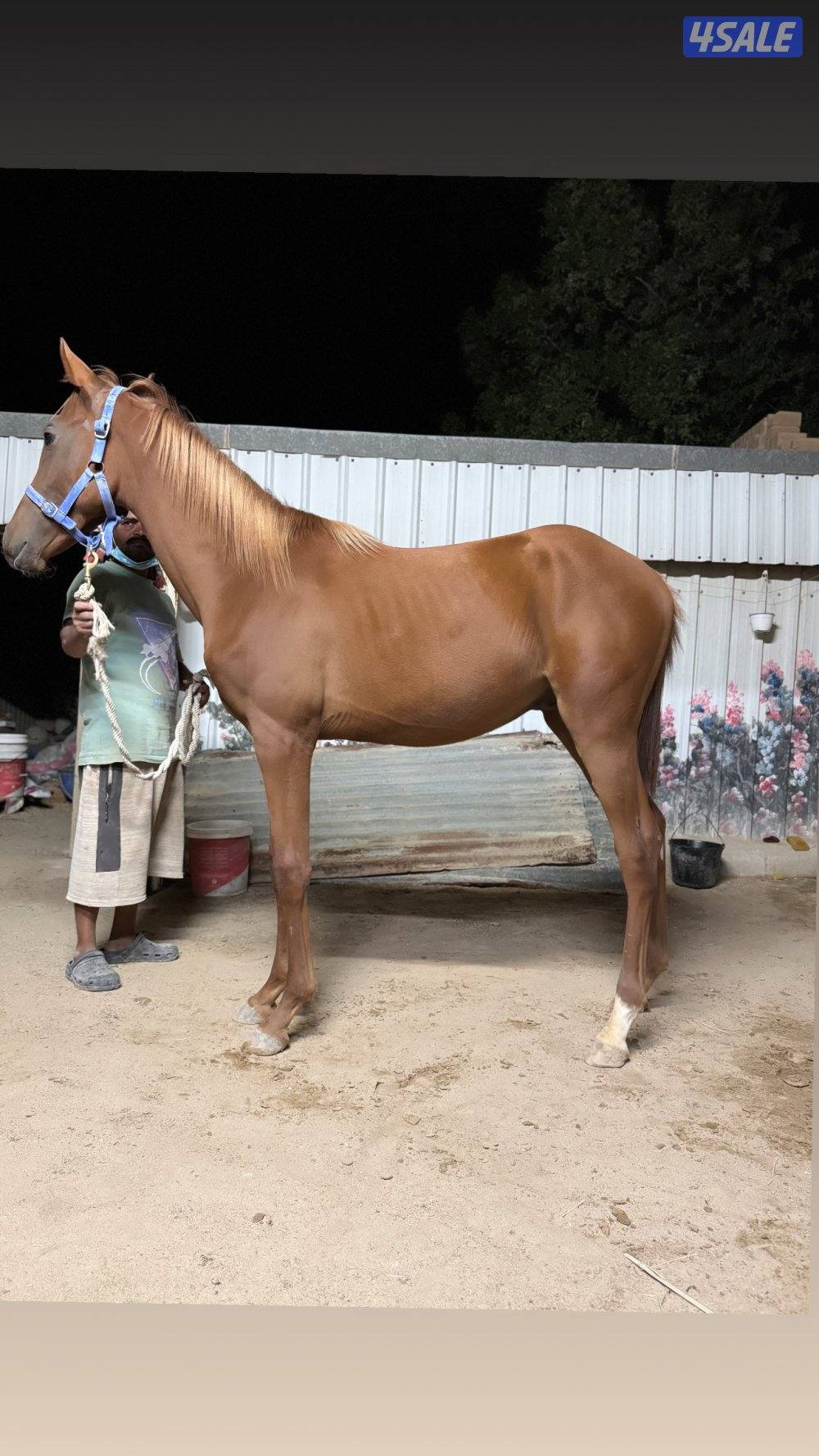 🔥فلاوة فرنسيه بيعه سريعه🔥5