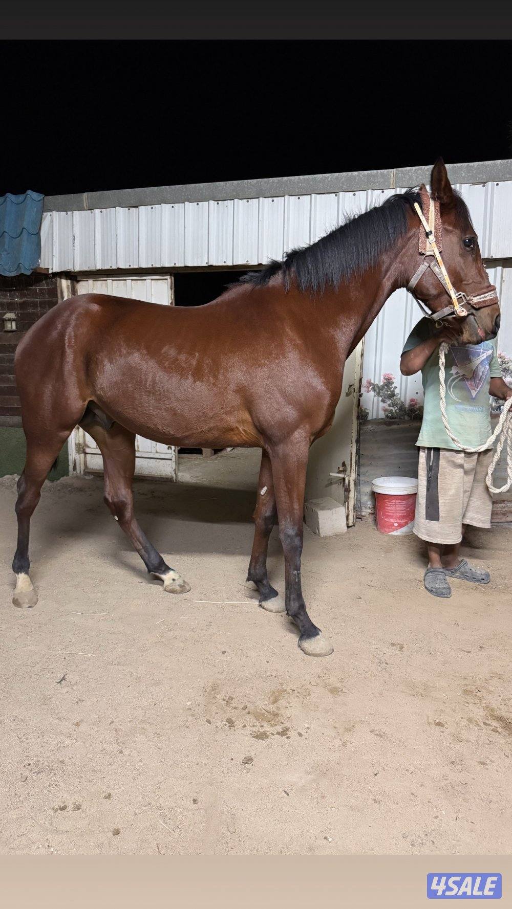 🔥فلاوة فرنسيه بيعه سريعه🔥6