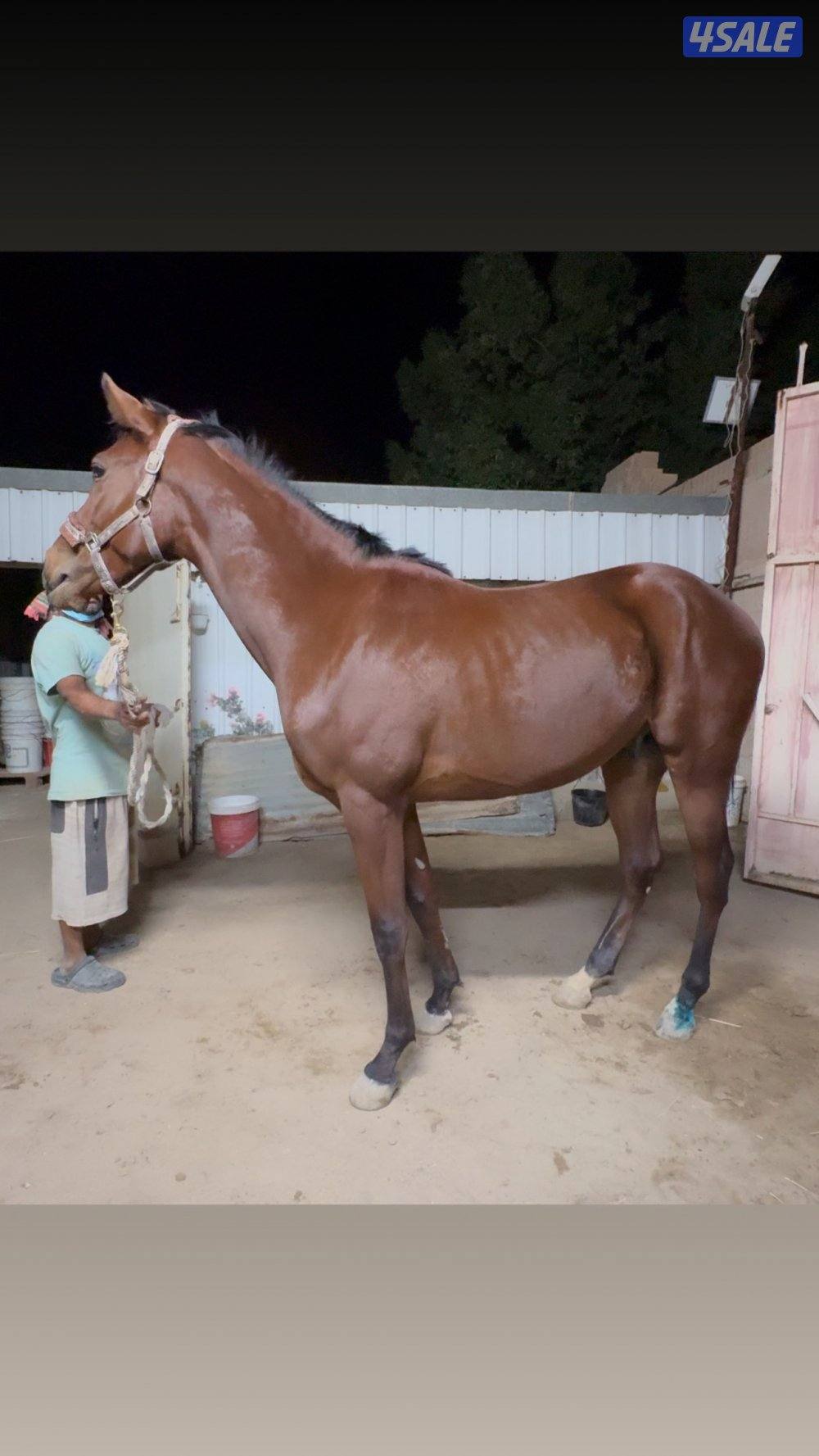 🔥فلاوة فرنسيه بيعه سريعه🔥8