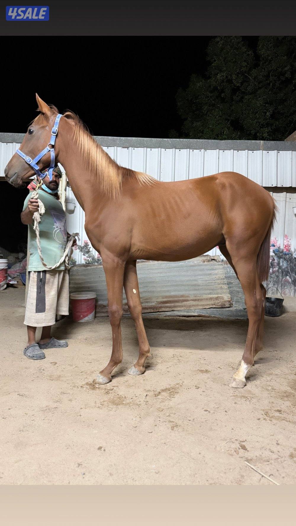 🔥فلاوة فرنسيه بيعه سريعه🔥7