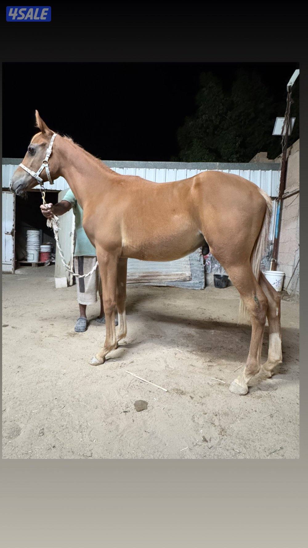 🔥فلاوة فرنسيه بيعه سريعه🔥9