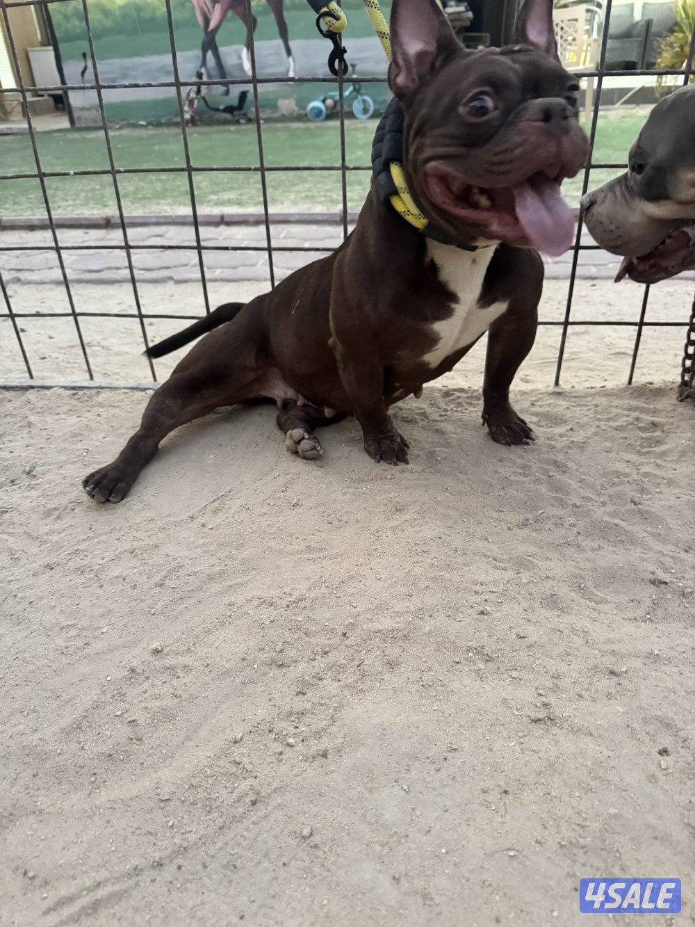 للبيع أمريكان اكيتا فحل الجلب من بره الكويت مع البدقروفحل سيبل ٤ شهور0