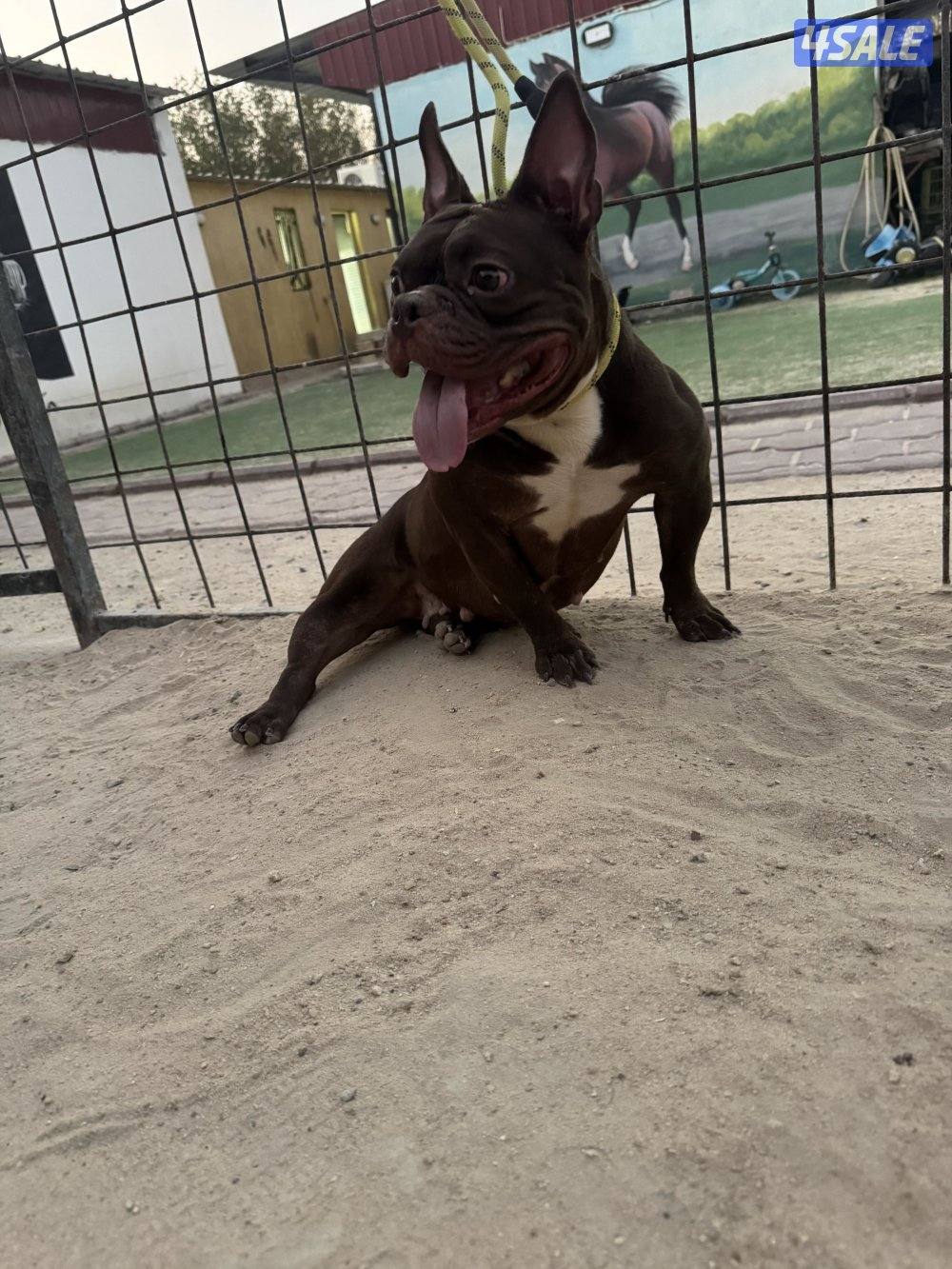 للبيع أمريكان اكيتا فحل الجلب من بره الكويت مع البدقروفحل سيبل ٤ شهور1