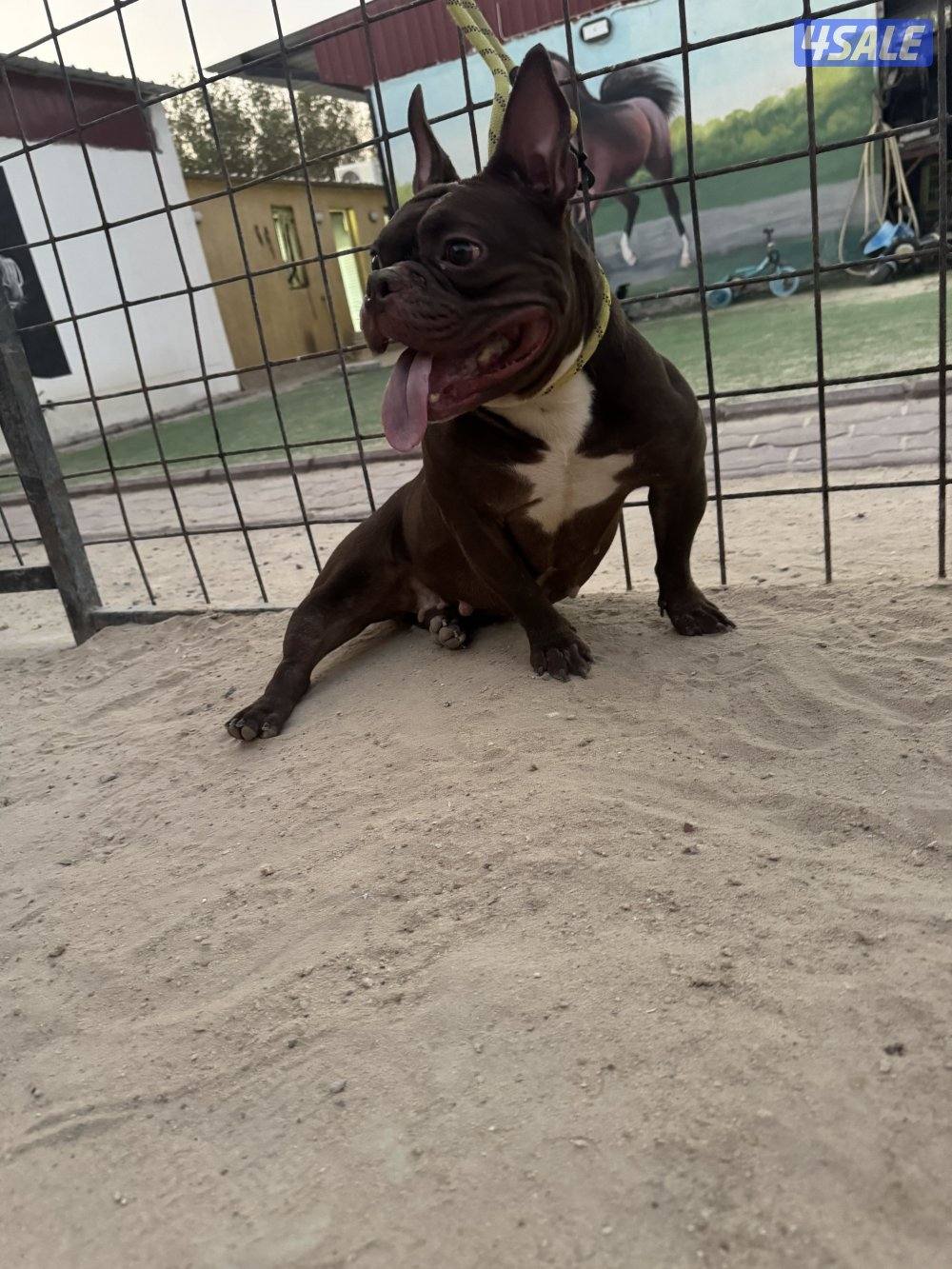 للبيع أمريكان اكيتا فحل الجلب من بره الكويت مع البدقروفحل سيبل ٤ شهور2