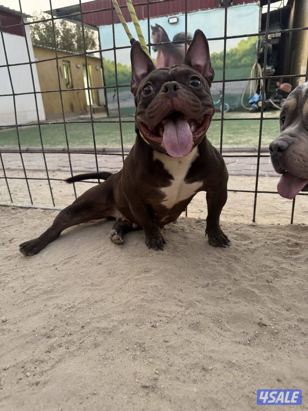 للبيع أمريكان اكيتا فحل الجلب من بره الكويت مع البدقروفحل سيبل ٤ شهور3